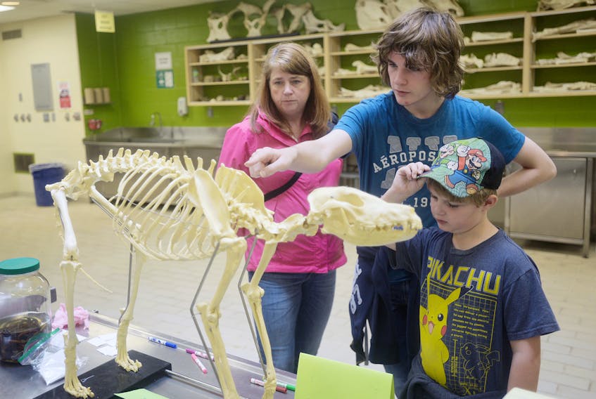 Brothers Seamus and Sean McCabe look over a dog skeleton with their mother Anita during the AVC open house.