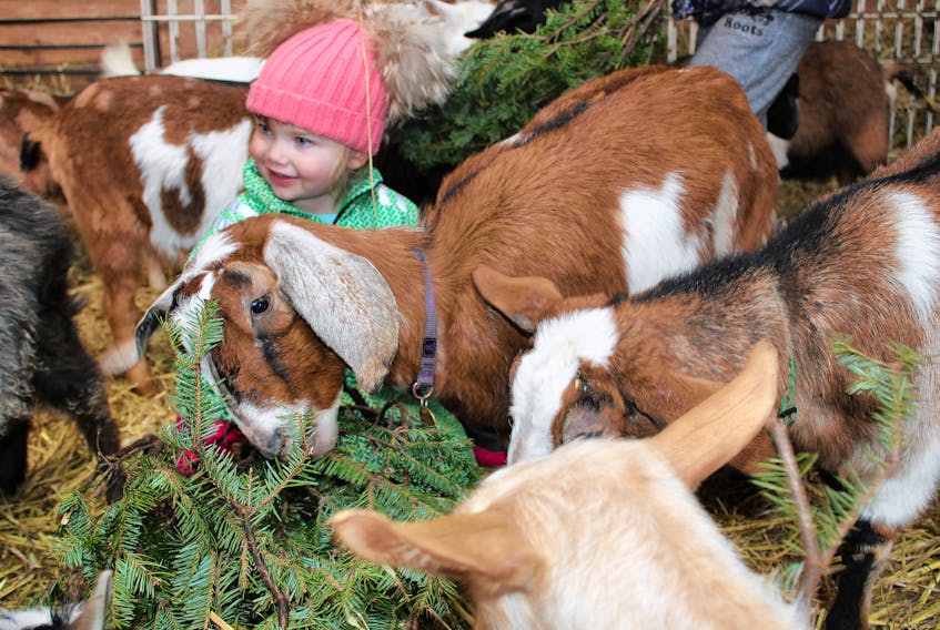 Three-year-old Gracyn Fry of Charlottetown feeds the goats at Island Hill Farm for the fifth annual Christmas Tree Drop Off. The Christmas trees are used to feed the goats, alpacas and more.