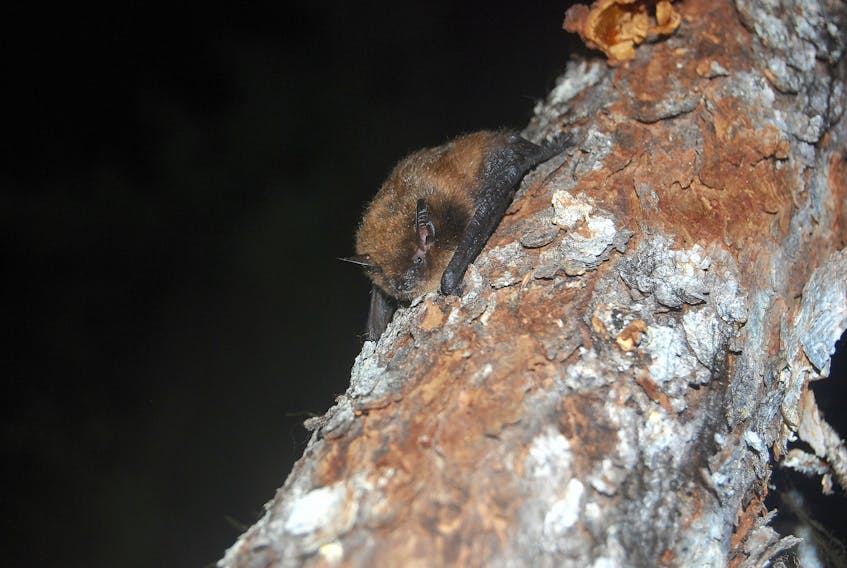 This is a little brown bat (mytosis lucifugus), an endangered bat species. A toll-free toll-free bat hotline is now open for Islanders to let researchers know when the bats are returning. - Jordi Segers/Special to The Guardian.