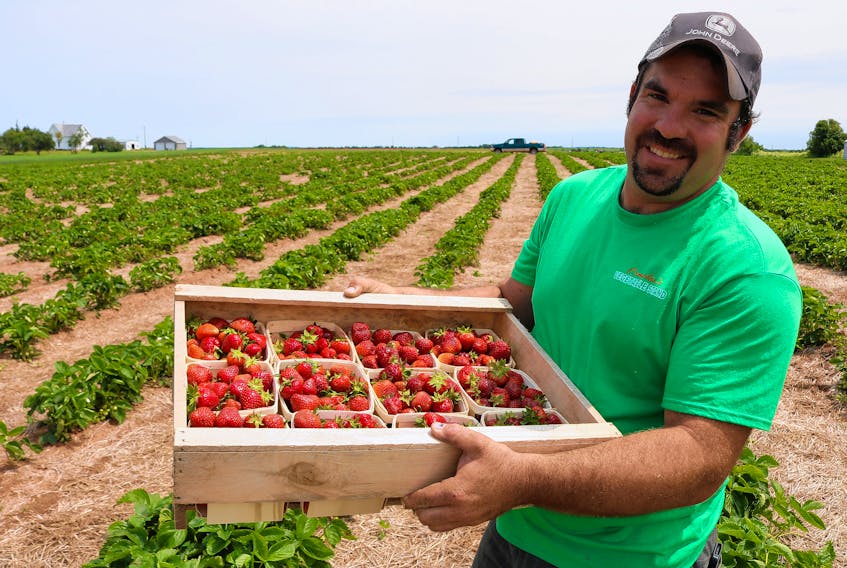Matt Compton, from Compton’s Very Berry Patch/Compton’s Vegetable Stand, says while yields are lower than past years, there are still lots of strawberries to be had.