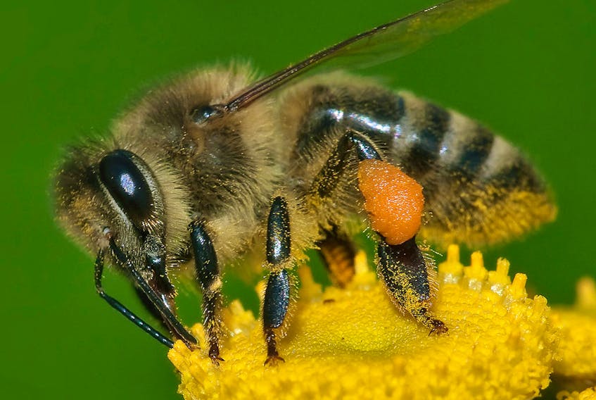A honey bee is hard at work pollinating plants.
(Wikipedia Photo)