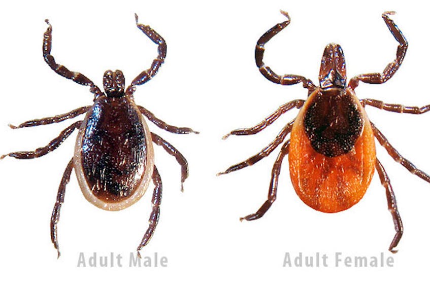 Deer ticks can infect people with Lyme disease, even in a province like P.E.I. where there are no deer.
(File Photo)