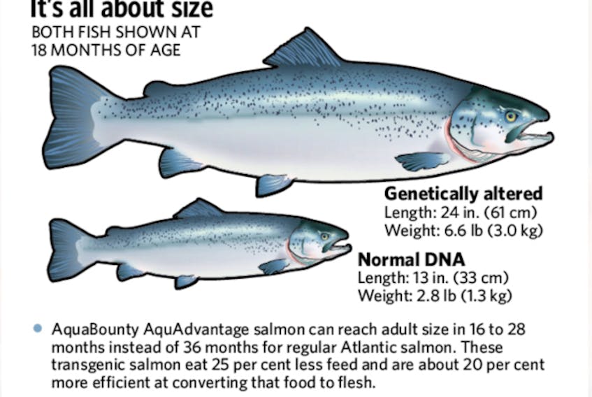 GMO salmon can reach adult size more than a year earlier than wild salmon, making them attractive for farming purposes.
(File Photo)