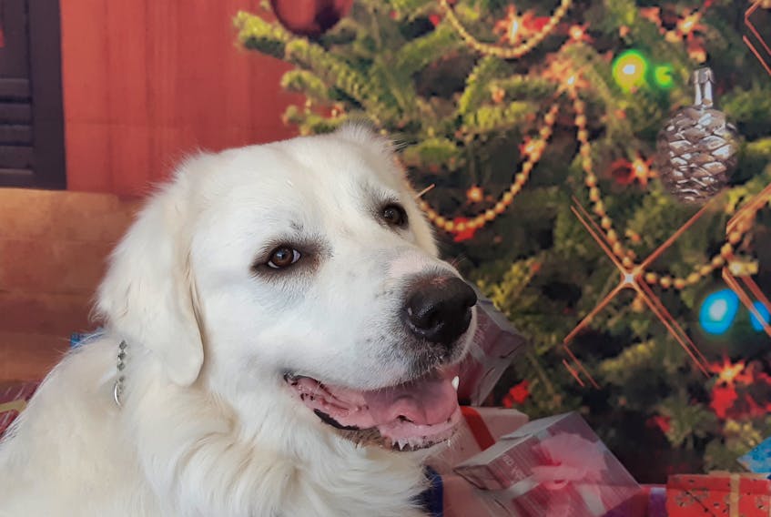 Moe, a timid three-year-old Great Pyrenees. - Jennifer Harkness/Special to The Guardian