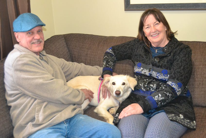 Claire Currie and her husband, Donald MacIntyre, have given Yuki a “forever home.” They adopted the Saluki through Precious Paws. The organization rescues dogs on Bahrain streets and then neuters, vaccinates and rehomes them in countries around the world.