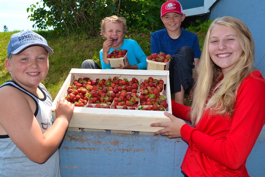 Allan Coffin’s grandchildren display some of the berries they helped pick on Tuesday at Coffin’s Berry Farm. From left are Jared Cadieux, 12, William Coffin, 7, Cayle Coffin, 12, and Jayde Cadieux, 15. The farm’s U-pick is expected to open later this week.