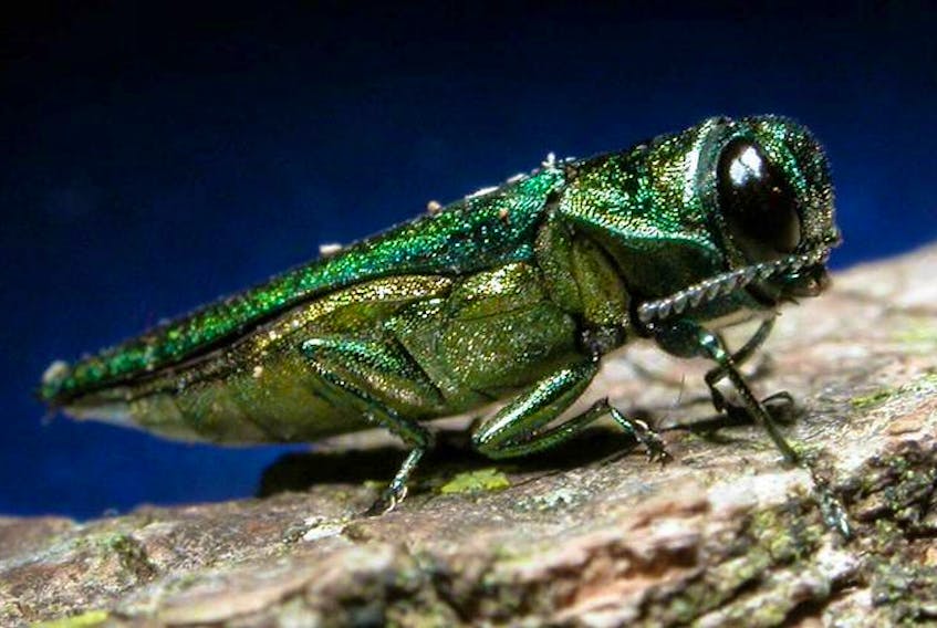 With the new discovery of the emerald ash borer - otherwise known as the firewood beetle - in Edmundston, N.B., the Nature Conservancy of Canada is urging the public to help reduce the impact of the destructive beetle on the province’s forests and nature reserves.