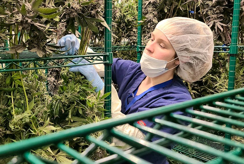 Georgia Lewis hard at work in the flower room at Mernova Medicinal Inc. in Windsor, N.S. Lewis graduated from the Dalhousie Agricultural Campus in Bible Hill in 2014. She is currently co-instructing the online Cannabis Production and Management course offered through the campus.