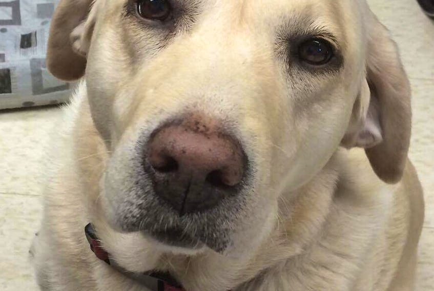 Tracy Jessiman’s former rescue dog Porsche was a “senior” when they adopted her.