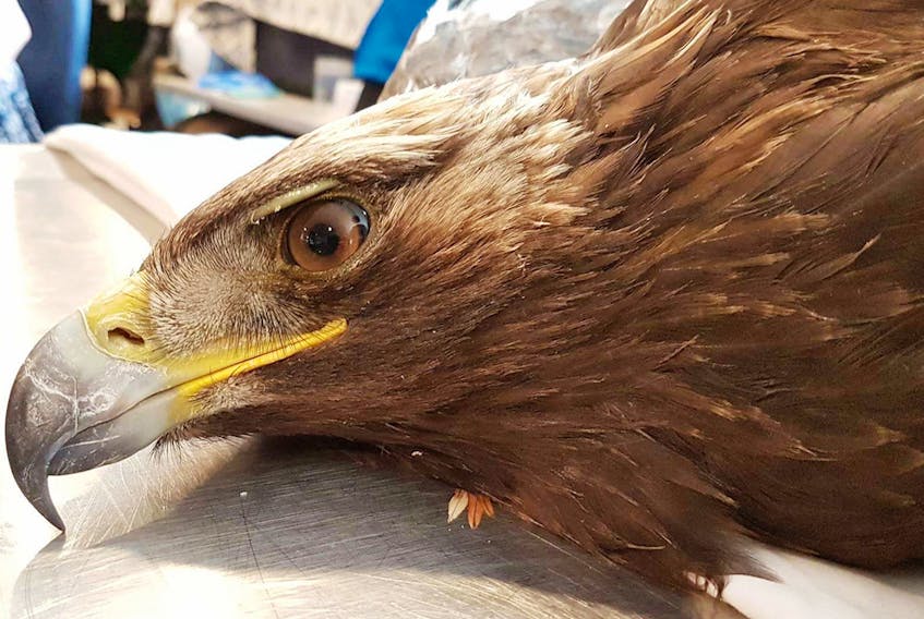 This rescued golden eagle is now recovering at the Cobequid Wildlife Rehabilitation Centre after being plucked from the ocean by lobster fisherman Justin Conrad and crew a few kilometers off Seal Island. COBEQUID WILDLIFE REHABILITATION