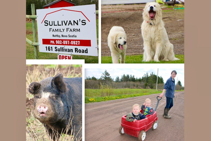 Sullivan’s Family Farm will open its gates to visitors later this month. Members of the welcoming committee include Oscar, a Great Pyrenees pup, and Gunner, a six-year-old, along with Wilbur, the Berkshire boar. They’re a pretty laid-back bunch. Meanwhile, Chelsea Sullivan pulls her twins, Jaxson, left and Jayce along a farm road.