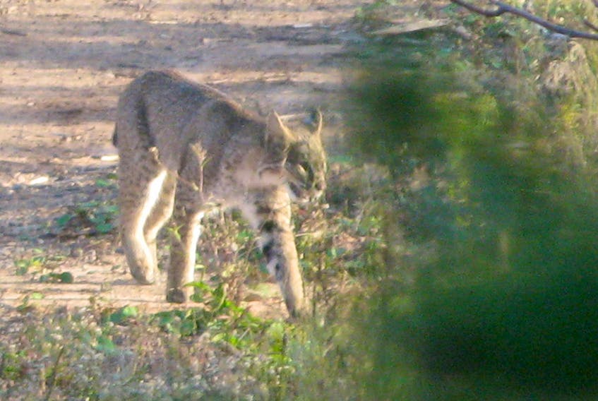Although some say there are no Canada lynx on mainland Nova Scotia, Glen Kaye believes he has proof to the contrary. The Truro resident recently took this photo of a big cat in the wild while hunting in the Brentwood area. 
Photo by Glen Kaye