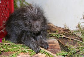 A porcupette was the first baby to arrive at the Cobequid Wildlife Rehabilitation Centre this spring. When it was found the umbilical cord was still attached and the mother wasn’t around