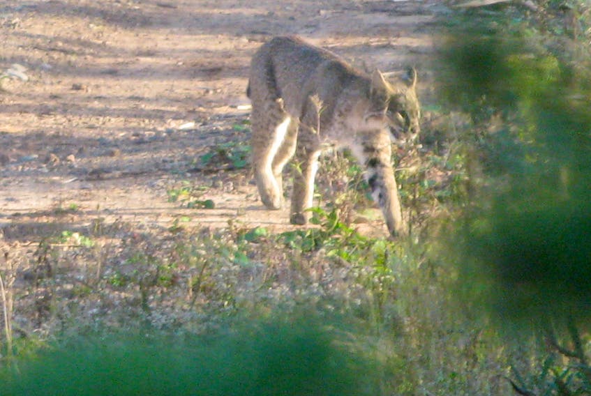 This cat that was caught on camera by a local hunter drew interest this week from the public. In a story published in the Truro Daily News and online at trurodaily.com, may people weighed in on whether this feline is a lynx or a bobcat.