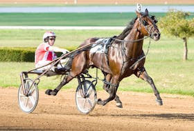 World champion Somebeachsomewhere won 20 of 21 races during an outstanding harness racing career. Earlier this month, Standardbred Canada paid tribute to the Beach by renaming the O'Brien top horse award to the Somebeachsomewhere Horse of the Year Award. Nigel Soult photo