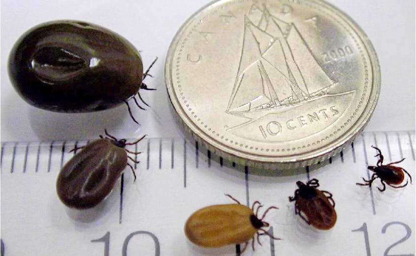 Blacklegged ticks, at different stages of feeding.