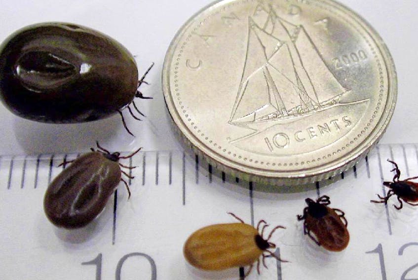 Blacklegged ticks, at different stages of feeding.