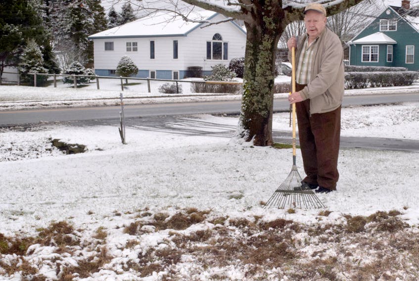 Gerald MacKenzie of Bible Hill uses a grass rake to remove some snow to show the damage to his front lawn. For the past several weeks he has been trying to figure out what has been digging up his turf. Harry Sullivan/Truro Daily News