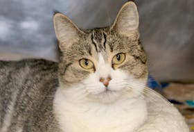 A subsidized spay/neuter program will help reduce the numbers of kittens and puppies being born, making it more likely that cats already waiting for homes will be adopted. Jessie is a four-year-old spayed female who is at the Colchester SPCA shelter, waiting for someone to come in and adopt her.