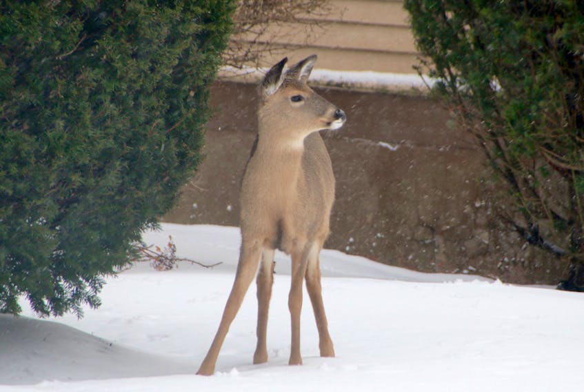 Deer on the lawns of town properties is a common sight in Truro these days. Mayor Bill Mills says it’s time for impacted municipalities to take a firm stance with DNR to help deal with the deer problem.