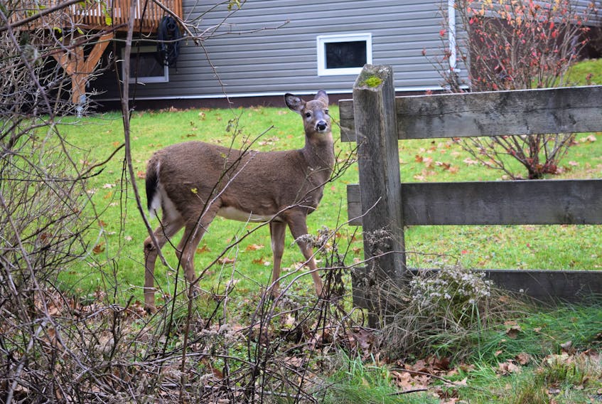 The deer problem has grown in Truro and town council voted recently to create a working group dedicated to coming up with solutions to the issue, many consider overdue.