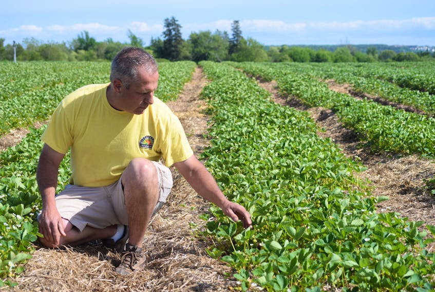 Jim Lorraine regularly checks over his strawberry crop in the fields at Riverbreeze Farm, just outside Truro. He is expecting a solid harvest this year, but about two weeks late.