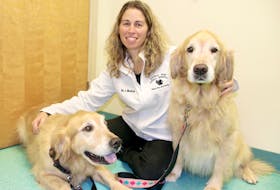 Dr. Jennifer MacKay’s golden retrievers Levis, left, and Olivia, have been donated blood to other dogs. Lynn Curwin/Truro Daily News