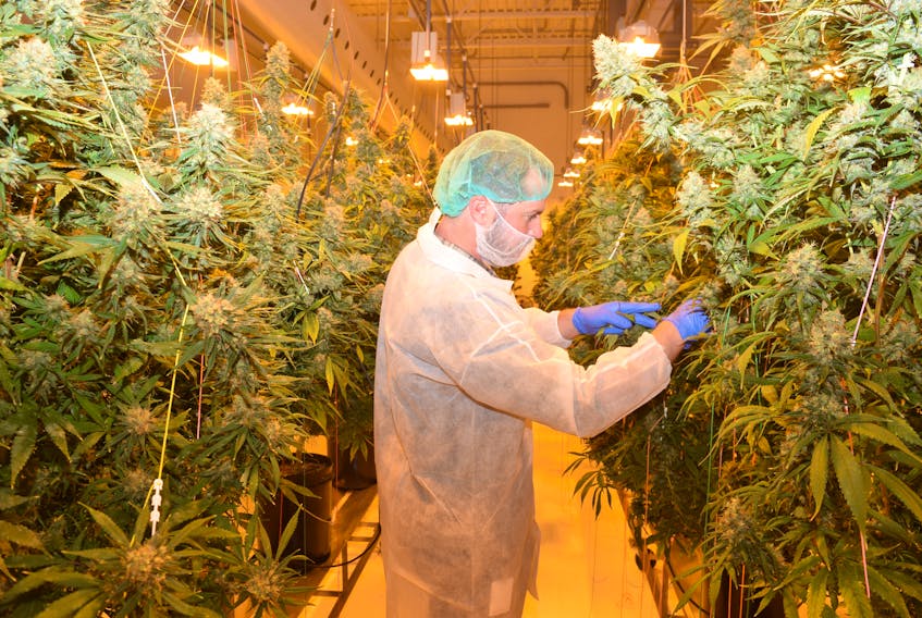 Joe Sanford, COO of the Breathing Green Solutions cannabis production facility in Wentworth is seen checking out of the product to a reporter during a recent tour of the operation.