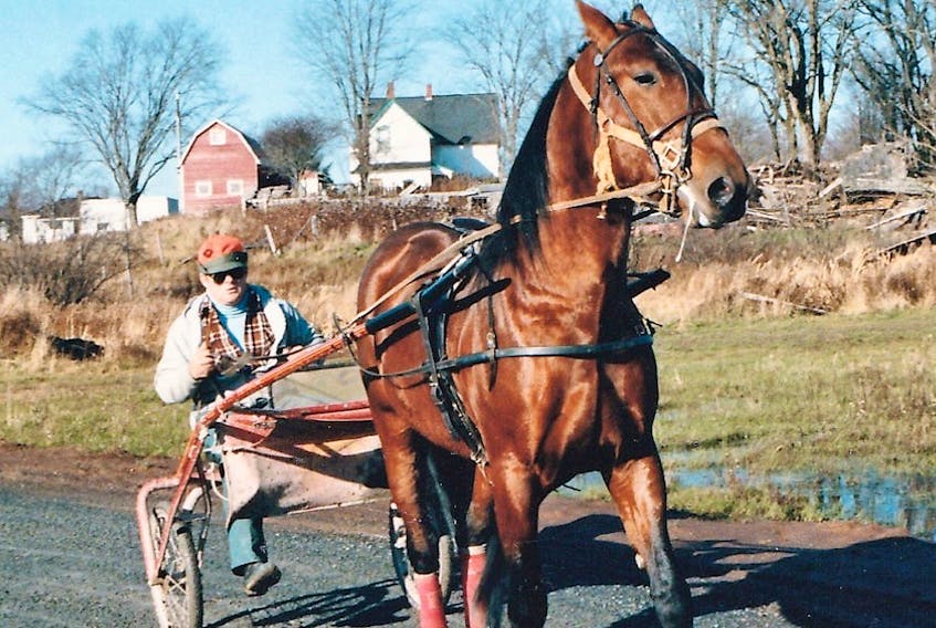 Wayne O’Neil exercises pacer Blenheim Tarport in 1986. The unique race track was located on what is today the fifth fairway of Brookfield Golf & Country Club.