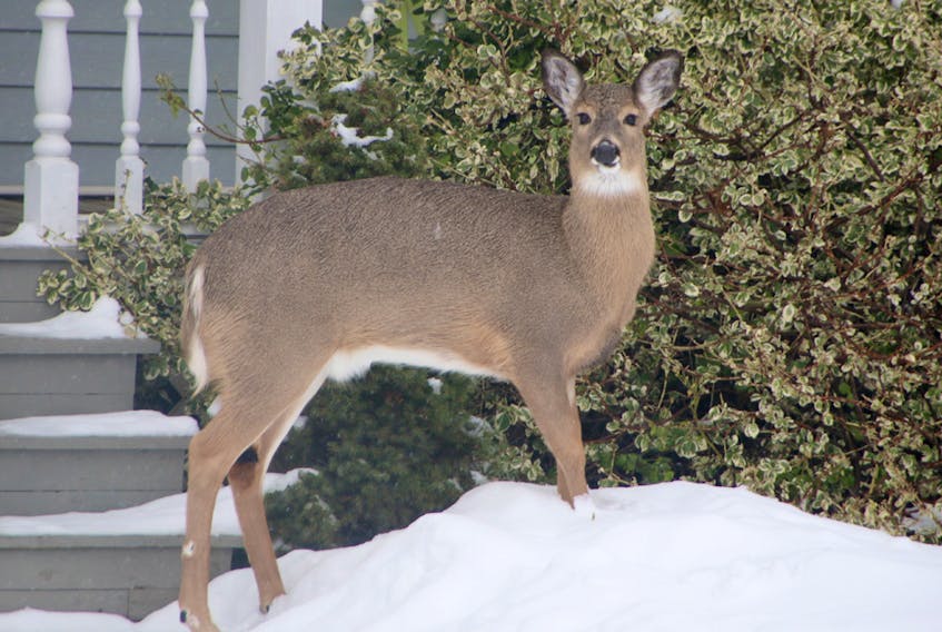 Deer are one of the species that benefit from mild winters, with low snow levels making it easier for them to travel and find food - sometimes to the dismay of urban home owners.