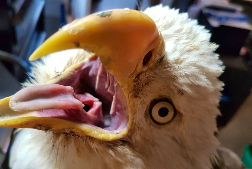 This eagle is in poor condition but still full of attitude. He was checked back in to the Cobequid Wildlife Rehabilitation Centre for a second time, in need of assistance.
SUBMITTED PHOTO