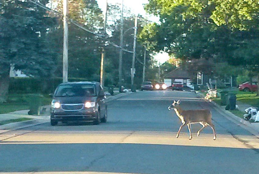 Motorists have to keep their wits about them, since there is no telling when a deer might decide to take a stroll on a town street.