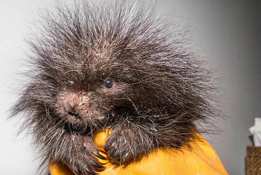 Baby animals, like this porcupette, are cute, but it can cost a lot to raise them. The Cobequid Wildlife Rehabilitation Centre is holding a baby shower to collect some of the items needed to care for the injured and orphaned wildlife babies who will soon be arriving.
MURDO MESSER PHOTO