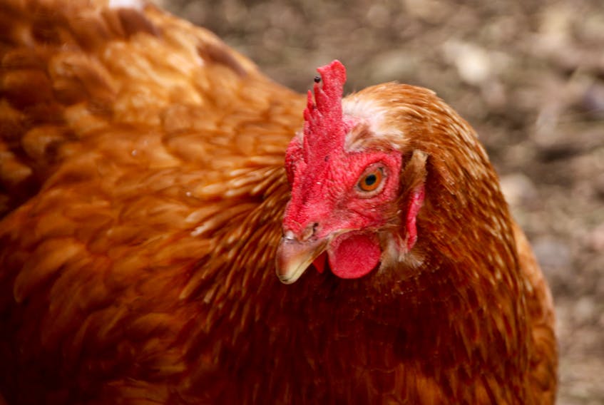 Backyard hens have become more popular during the past few years. A presentation being held at the Truro Library will answer some of the questions around keeping the birds.