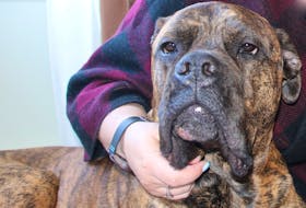 Charley has been steadily recovering since undergoing major surgery on her spine in May. The young bull mastiff was diagnosed with Wobbler syndrome and went through an eight-hour operation at Atlantic Veterinary College, in P.E.I.