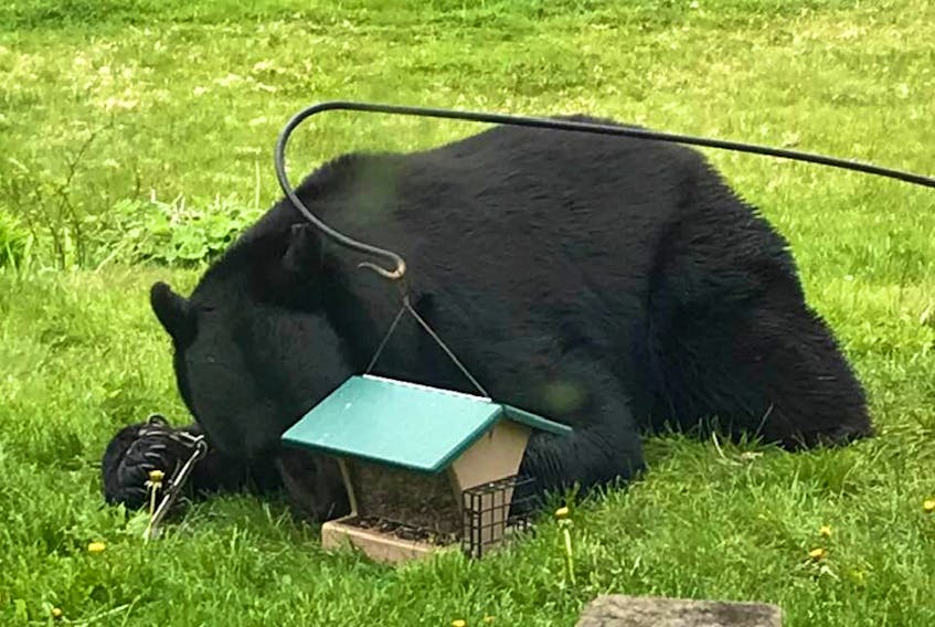 This black bear, with a trap on a front paw, was seen in a yard in the Crowe's Mills area on Sunday.