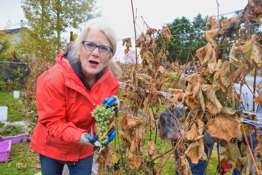 Joan Gibson celebrated her Thanksgiving weekend by harvesting grapes for wine. FRAM DINSHAW/TRURO NEWS