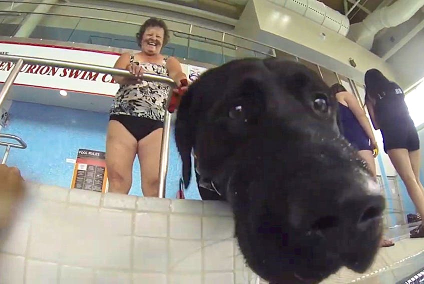 This curious dog was more keen on sniffing than swimming at the Rath-Eastlink Community Centre.