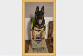 This beautiful German shepherd, Gailen, has special needs that are easy to support. He is looking for a forever home and would be an excellent addition to a loving family.