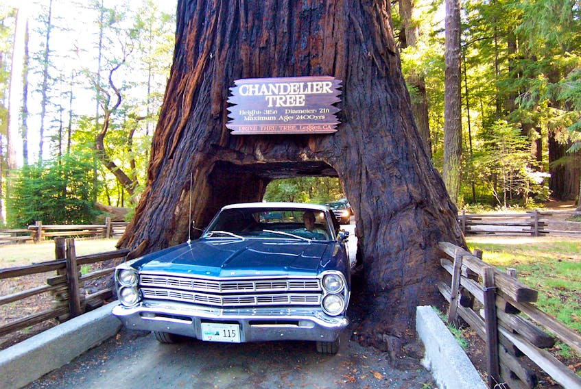 Jim Steffens, of Hubley, N.S., drove his 1967 Ford Galaxie 500 two-door hardtop through a giant redwood in Leggett, California while taking part in the 2010 Coast to Coast tour.
