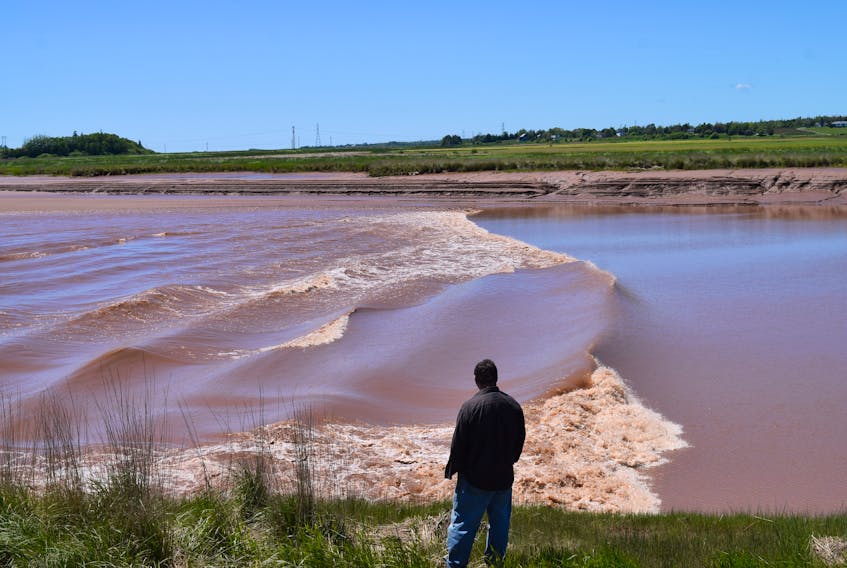 A tourist watches the tidal bore flow up the Salmon River near Truro on Friday.