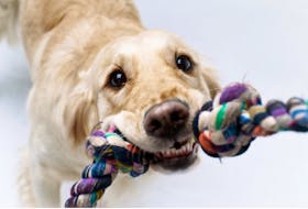 A dog tugs on a rope.