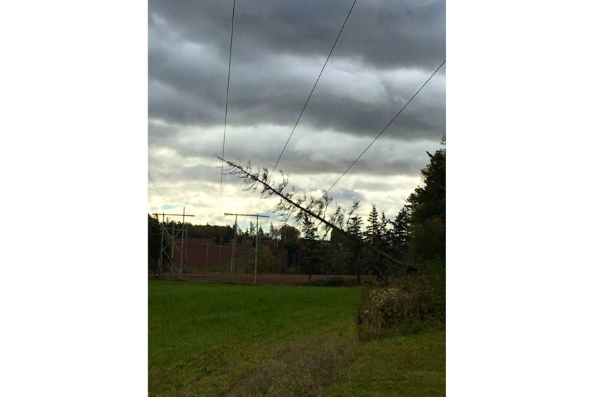 Maritime Electric crews are busy restoring power to thousands of customers. This picture was taken earlier today of a tree on a line between Gardener Road and Dunk River Road in Bedeque. Crews are now working to remove the tree.