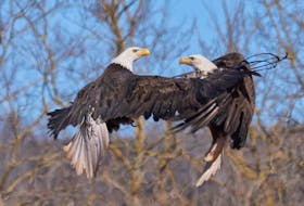Every year thousands of photographers flock to Sheffield Mills to capture spectacular photos like this one taken by David Elliott. Elliott lives near Sheffield Mills and will be selling prints of his eagle photographs during the 29th annual Sheffield Mills Eagle Watch, which runs two weekends on Jan. 25 and 26, and Feb. 1 and 2.