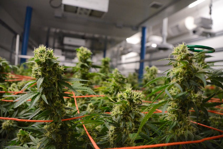 This  marijuana in Highland  Grown’s  secure  Antigonish County, N.S., facility is nearly ready for  harvest.