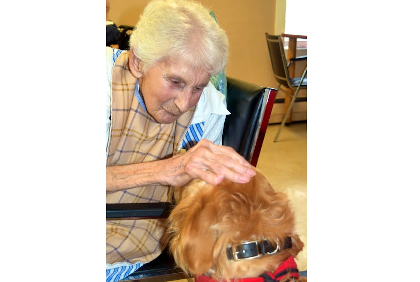 Glen Haven resident Helen Manos enjoys a visit from St. John Ambulance therapy dog Gracie. Gracie, a golden retriever and Murphy, a Bernese mountain dog, visit Glen Haven on a weekly basis much to the delight of the residents. Photo by Kimberly Dickson/courtesy of Glen Haven Manor