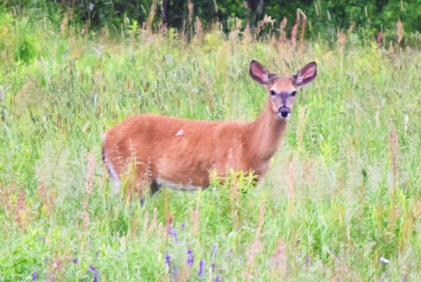 A deer grazes in a field on the east side of New Glasgow.
