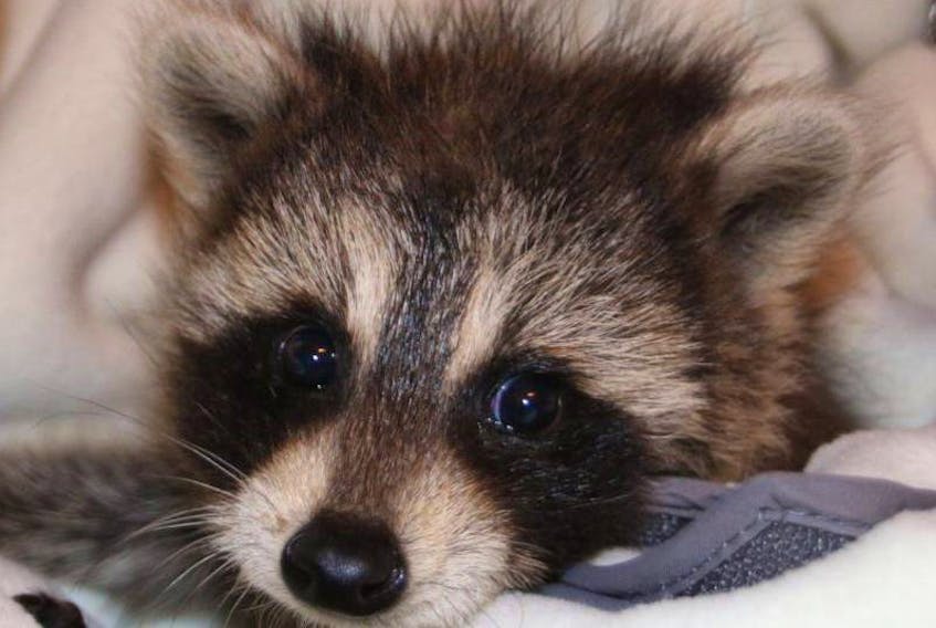 Cautious driving can save lives. This little raccoon’s mother and littermates were hit by a car on a Nova Scotia road. The surviving kit was taken to Hope for Wildlife in Seaforth.