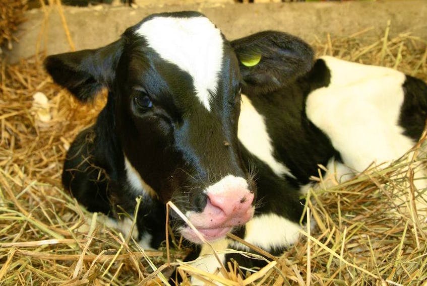 Animal rescue groups and shelters are being encouraged to consider the welfare of animals like this male Holstein calf when planning fundraisers, and avoid selling meat and dairy products.
