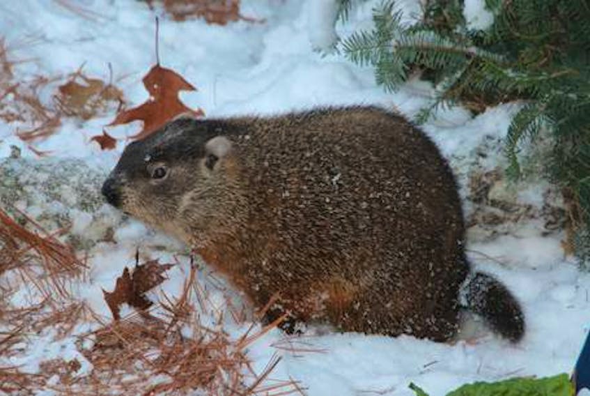 Shubenacadie Sam is one of the more well-known groundhogs locally. He’s preparing to make his annual winter/spring prediction on Groundhog Day.